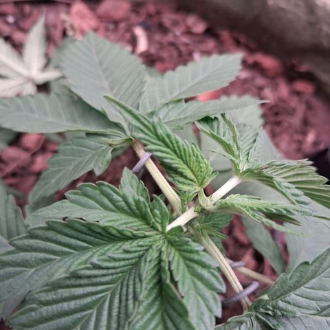 White Gorilla growlog timeline photo