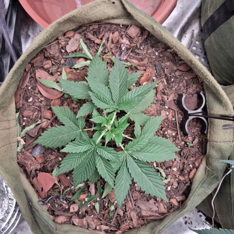 White Gorilla growlog timeline photo