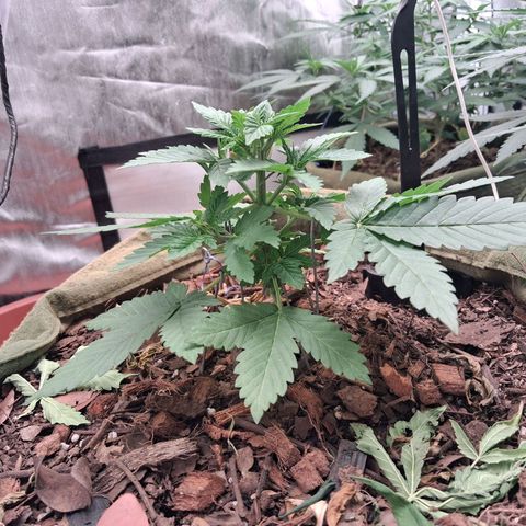 White Gorilla growlog timeline photo
