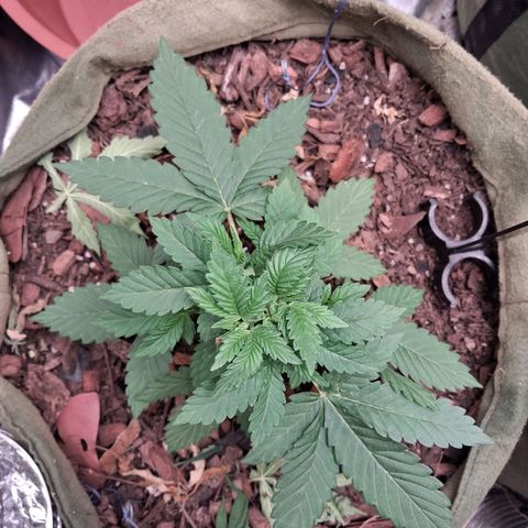 White Gorilla growlog timeline photo