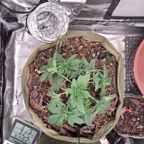 White Gorilla growlog timeline photo
