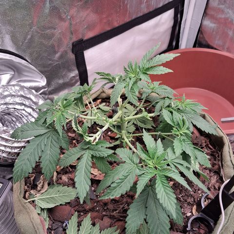 White Gorilla growlog timeline photo