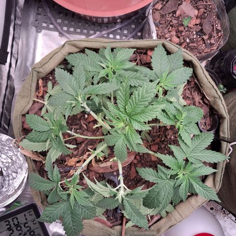 White Gorilla growlog timeline photo