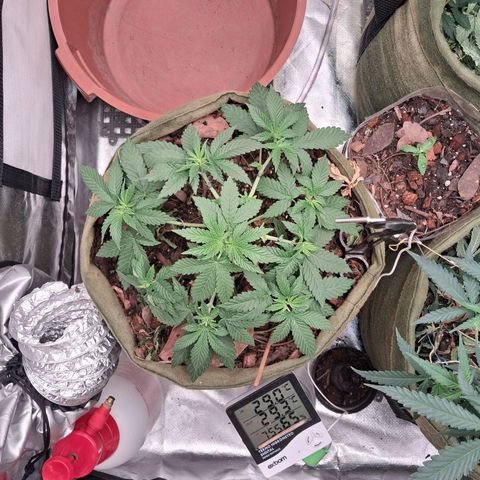 White Gorilla growlog timeline photo