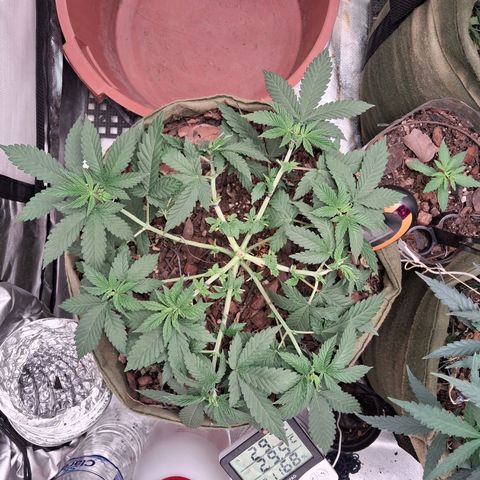White Gorilla growlog timeline photo