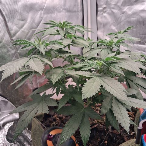 White Gorilla growlog photo: Virada de fotoperiodo para 12/12 para iniciar floração.