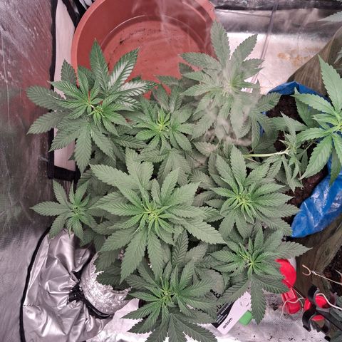 White Gorilla growlog photo: Virada de fotoperiodo para 12/12 para iniciar floração.