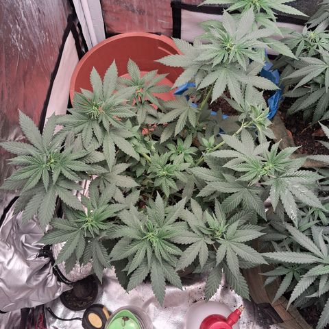 White Gorilla growlog timeline photo