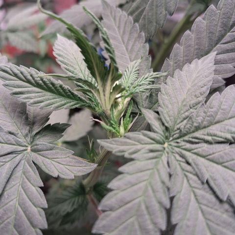 White Gorilla growlog timeline photo