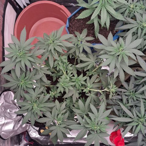 White Gorilla growlog timeline photo