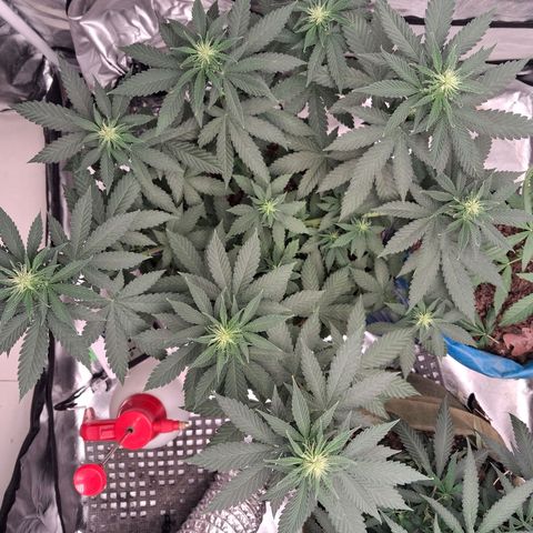 White Gorilla growlog timeline photo