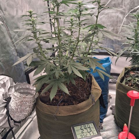 White Gorilla growlog timeline photo