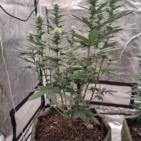 White Gorilla growlog timeline photo