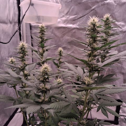 White Gorilla growlog timeline photo