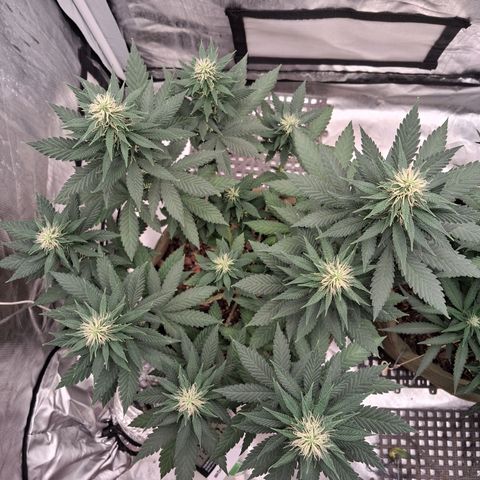 White Gorilla growlog timeline photo
