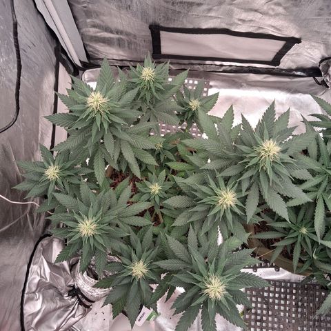 White Gorilla growlog timeline photo