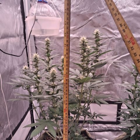 White Gorilla growlog timeline photo