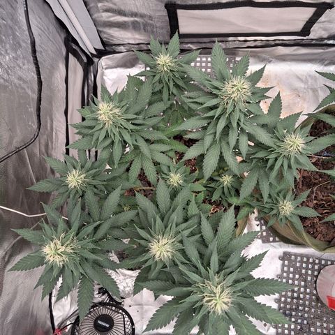 White Gorilla growlog timeline photo