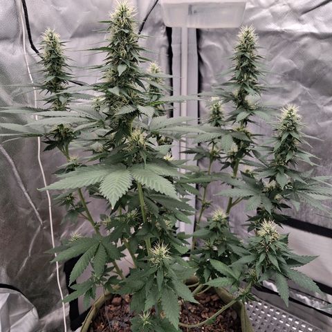 White Gorilla growlog timeline photo