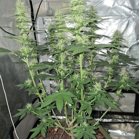 White Gorilla growlog timeline photo