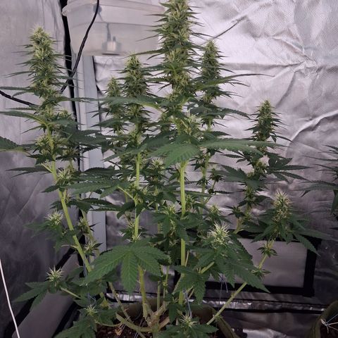 White Gorilla growlog timeline photo