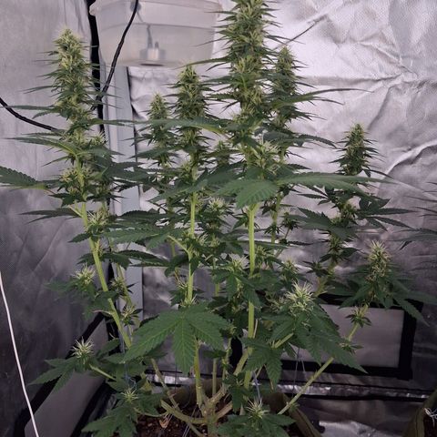 White Gorilla growlog timeline photo
