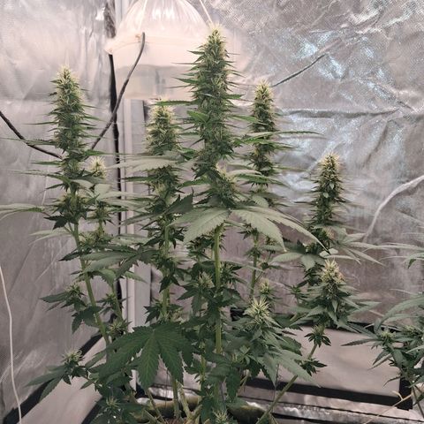 White Gorilla growlog timeline photo