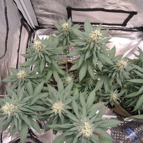 White Gorilla growlog timeline photo