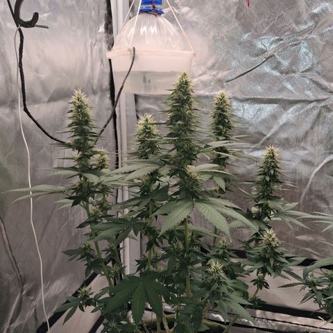 White Gorilla growlog timeline photo
