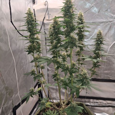 White Gorilla growlog timeline photo