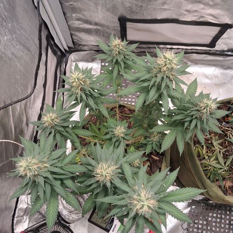White Gorilla growlog timeline photo