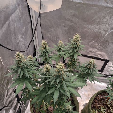 White Gorilla growlog timeline photo