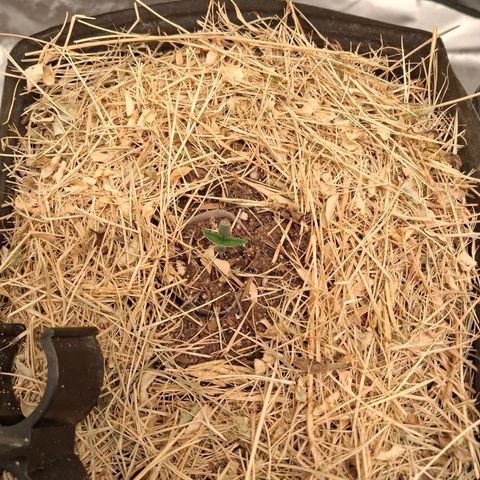 Skywalker haze  growlog timeline photo