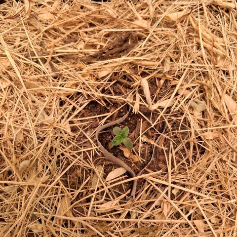 Skywalker haze  growlog timeline photo