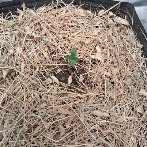 Skywalker haze  growlog timeline photo