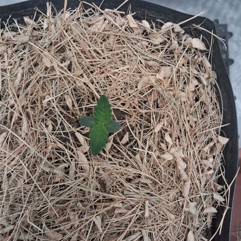 Skywalker haze  growlog timeline photo