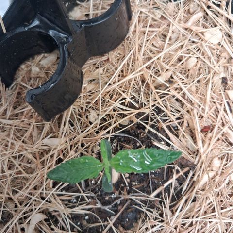 Skywalker haze  growlog timeline photo