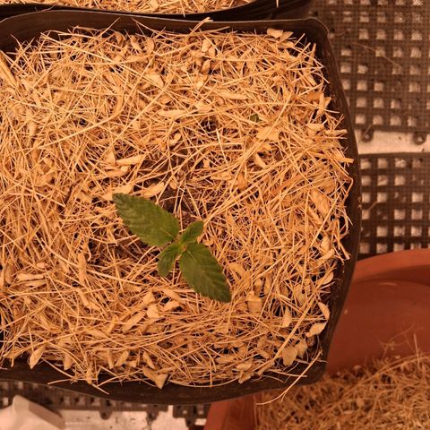 Skywalker haze  growlog timeline photo