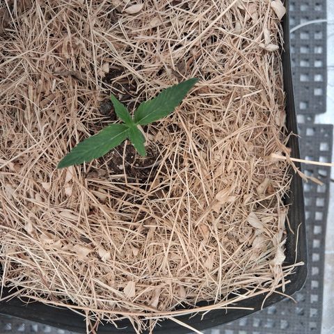 Skywalker haze  growlog timeline photo