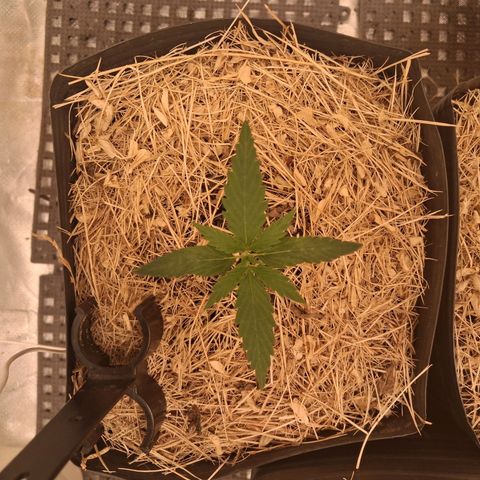 Skywalker haze  growlog timeline photo