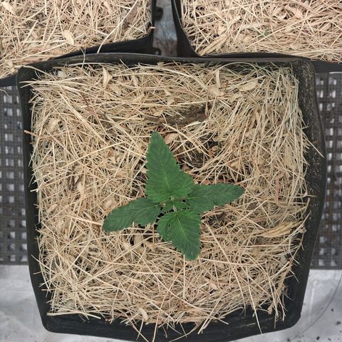 Skywalker haze  growlog timeline photo
