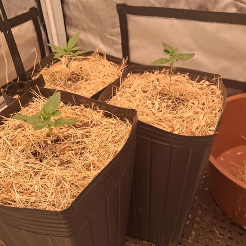 Skywalker haze  growlog timeline photo