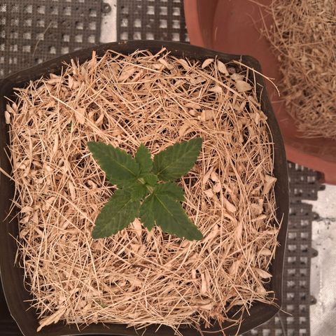 Skywalker haze  growlog timeline photo