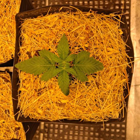 Skywalker haze  growlog timeline photo