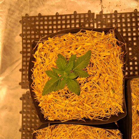 Skywalker haze  growlog timeline photo