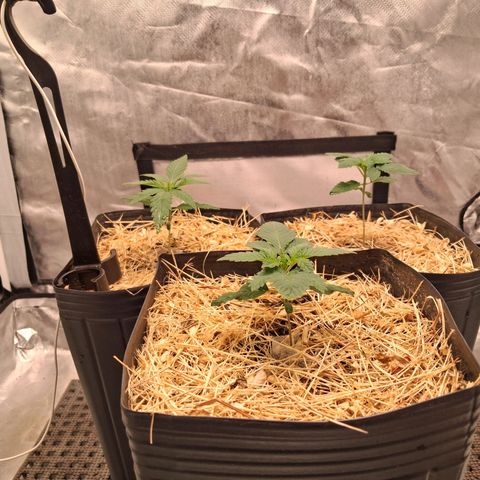 Skywalker haze  growlog timeline photo