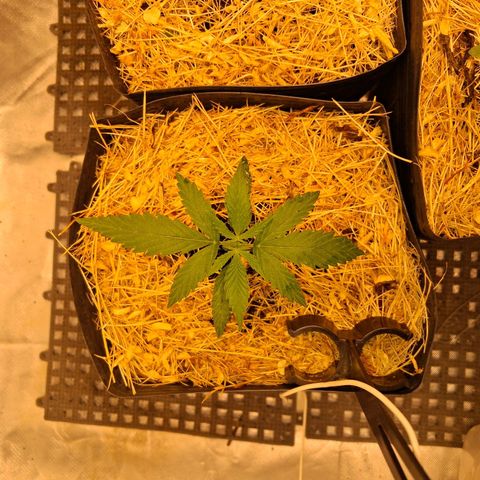 Skywalker haze  growlog timeline photo