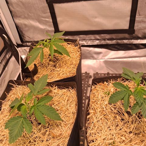 Skywalker haze  growlog timeline photo