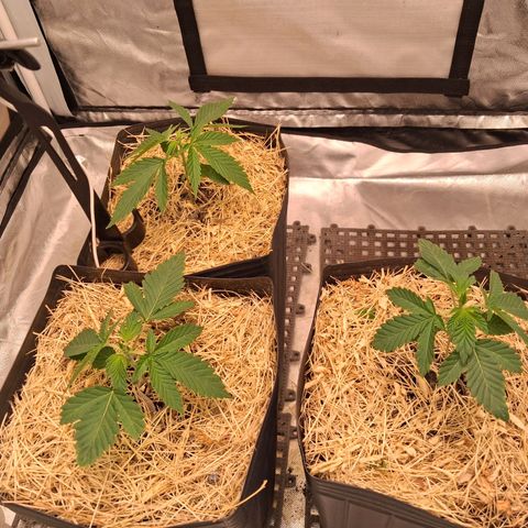 Skywalker haze  growlog timeline photo