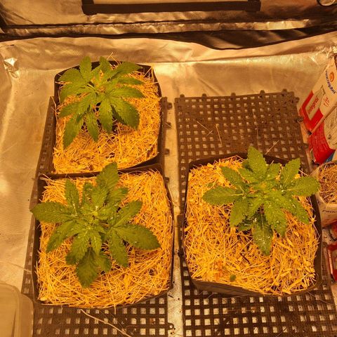 Skywalker haze  growlog timeline photo